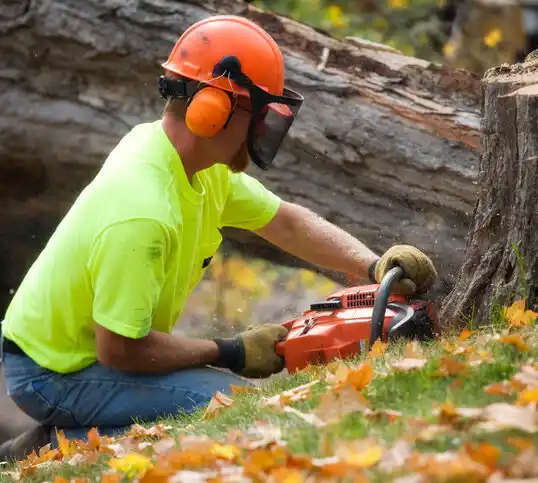 tree services New Madison